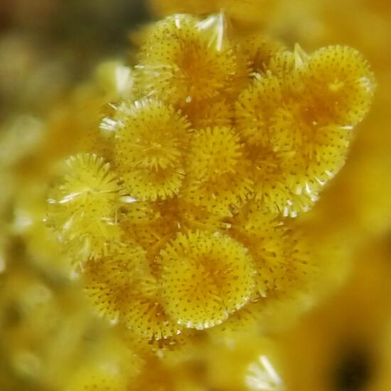 Cacoxenite